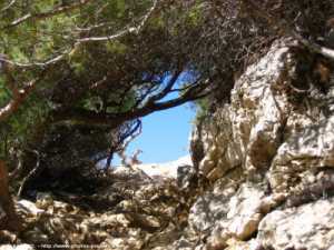 sur le chemin de la calanque de Marseilleveyre 
