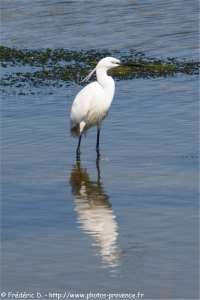 l'aigrette garzette