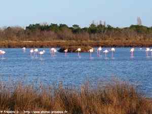 flamant rose en camargue