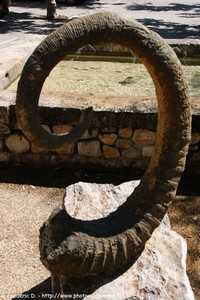 ammonite