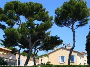 derri�re les pins, la mairie
