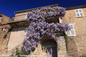 glycine fleurie à Gassin