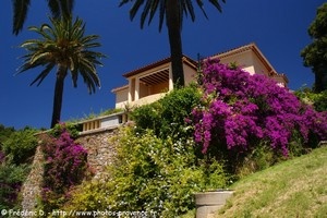 palmiers et bougainvilliers