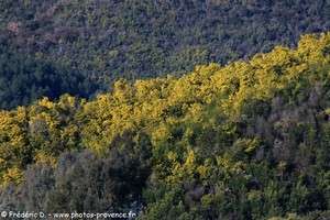 forêt de mimosa