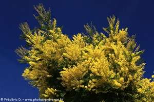 mimosa