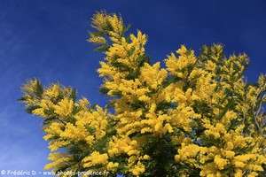 mimosa