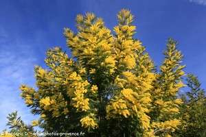 mimosa