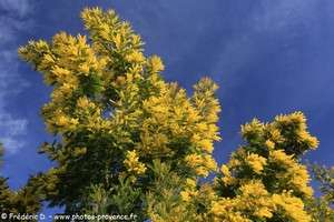 mimosa