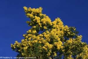 mimosa