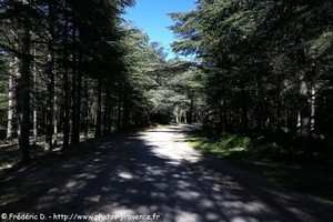 forêt de cèdres de Bonnieux