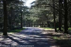forêt de cèdres de Bonnieux