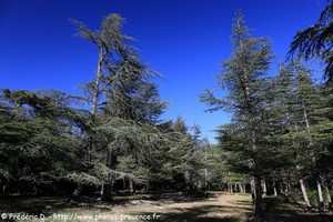 forêt de cèdres de Bonnieux