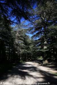 forêt de cèdres de Bonnieux