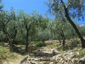 oliviers sur la colline Saint-Jacques