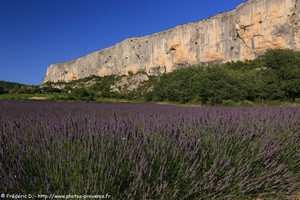 falaise de la Madeleine et lavande