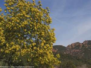 mimosa dans le massif de l'esterel