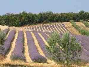 picture of a lavender field