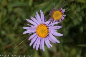 aster des alpes