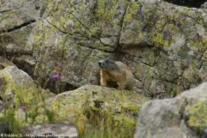 marmotte dans le Mercantour