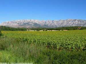 champs de tournesol face au massif de la Sainte-Victoire