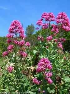 centranthe rouge