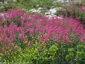 lilas d'espagne