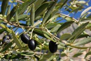 photo d'olives