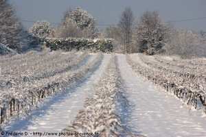 vignes sous la neige