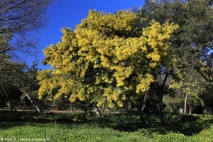 mimosas à Cavalière