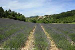 champs de lavande au pied du village d'Aurel