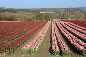 champs de tulipes à Lurs
