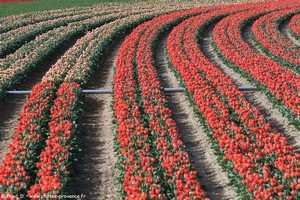 champs de tulipes à Lurs