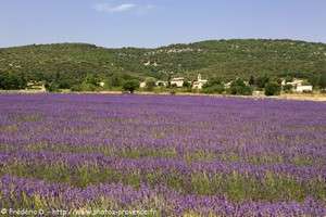 champs de lavande &agrave; Montsalier