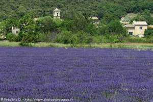 champs de lavande &agrave; Montsalier