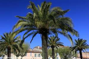 place de l'hôtel de ville de Cogolin