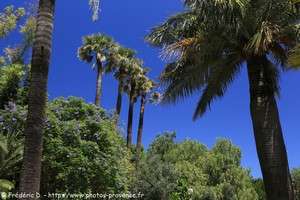 Hyères-les-Palmiers