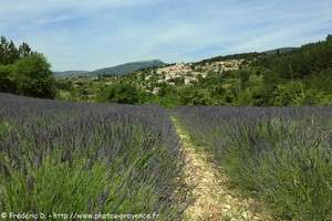 champs de lavande à Aurel