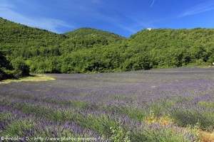 site médiéval de Saint-Pierre à Auribeau