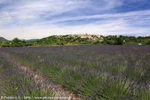 Sault et champs de lavande