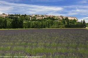 champs de lavande à Sault