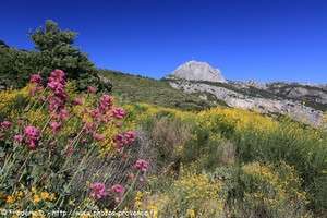 Pic de Bertagne dans le massif de la Sainte-Baume