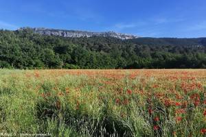 Sainte-Baume et coquelicots