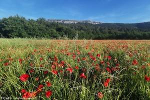 Sainte-Baume et coquelicots