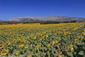 tournesols et Sainte-Victoire
