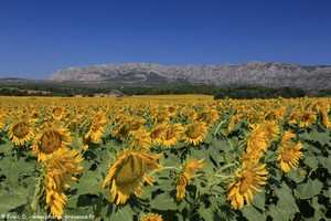 tournesols et Sainte-Victoire