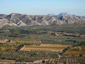 champs d'oliviers dans les Alpilles