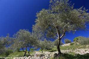 olivier en Provence