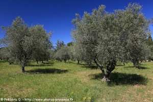 olivier de Provence