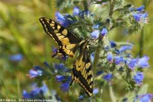 papillon en Provence