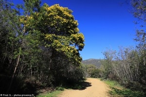 mimosas &agrave; Cavali&egrave;re